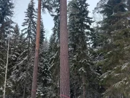 Mänty metsässä